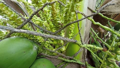 Short video background of coconuts with ants walking busy there Stock Footage 200833484