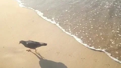 This short video clip features a dark pigeon walking and foraging on a sandy bea Stock Footage 320168336