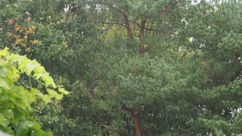 Short video clip of pine trees on a rainy day Stock Footage 146848622
