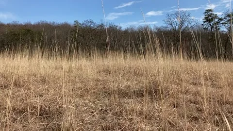Short Video of Grasses Blowing is the Wind Stock-Footage 170209658
