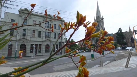 Short video of kangaroo paw with intersection in background, 4K Stock Footage 138606915