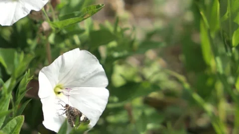 Short video of moth, sucking nectar from flower of Field Bindweed Stock Footage 338415369