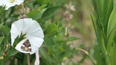 Short video of moth sucking nectar from white flower of Field Bindweed Stock Footage 338415412
