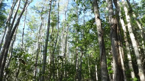 A short video of a portion of the Corkscrew Swamp taken from the boardwalk Stock Footage 340301333