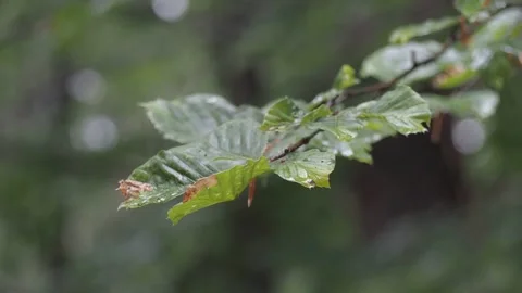 Short video of rain drops on tree leaves in a forest Stock Footage