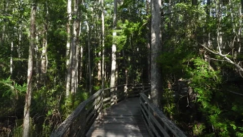 A short video of a small portion of the Corkscrew Swamp taken from the boardwalk Stock Footage 340301327
