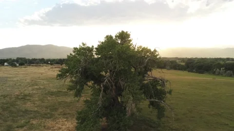 Short video of sunset above tree - Drone camera moves down and up Stock Footage 134800943