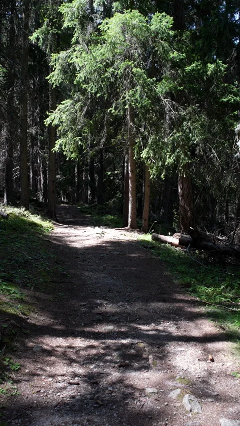 A short walk in the woods Video stock 296413857