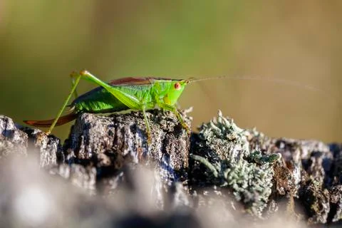 Short winged conehead 库存照片
