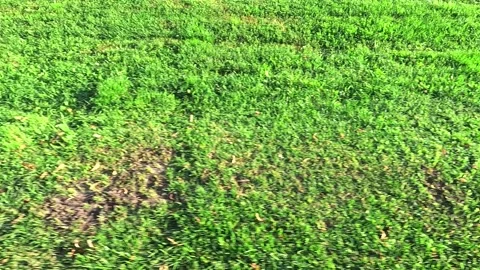 Short young crop sprouts lit by golden hour sun Stock Footage 314307273