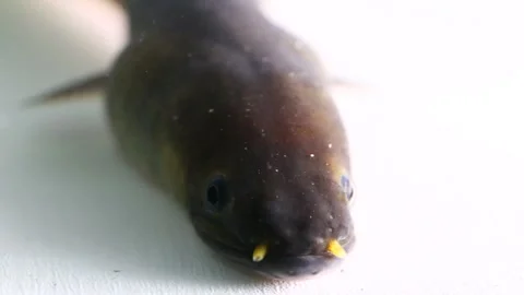  Shortfin eel Anguilla bicolor isolated on white background Stock Footage 220333903