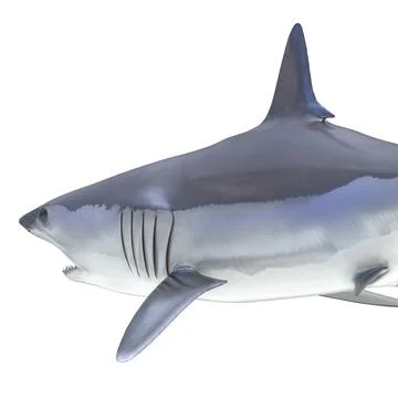 3D Model: Shortfin Mako Shark Pose 2 #90890253 | Pond5