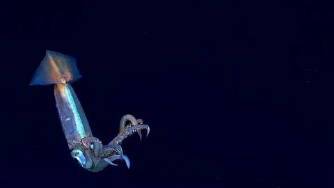 Shortfin Squid Swimming Video stock 113235073