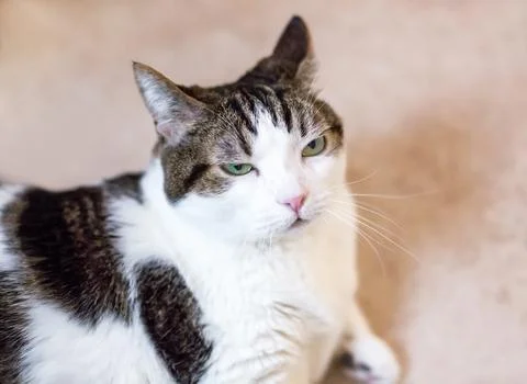 A shorthair cat with a grumpy expression Stock Photos