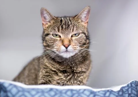 A shorthair cat with a grumpy expression Photos