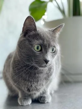 Shorthaired cat Stock Photos