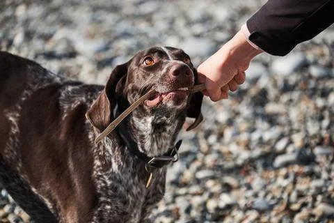 Shorthaired pointer plays in stick with his man. Beautiful sporty hunting dog Stock Photos