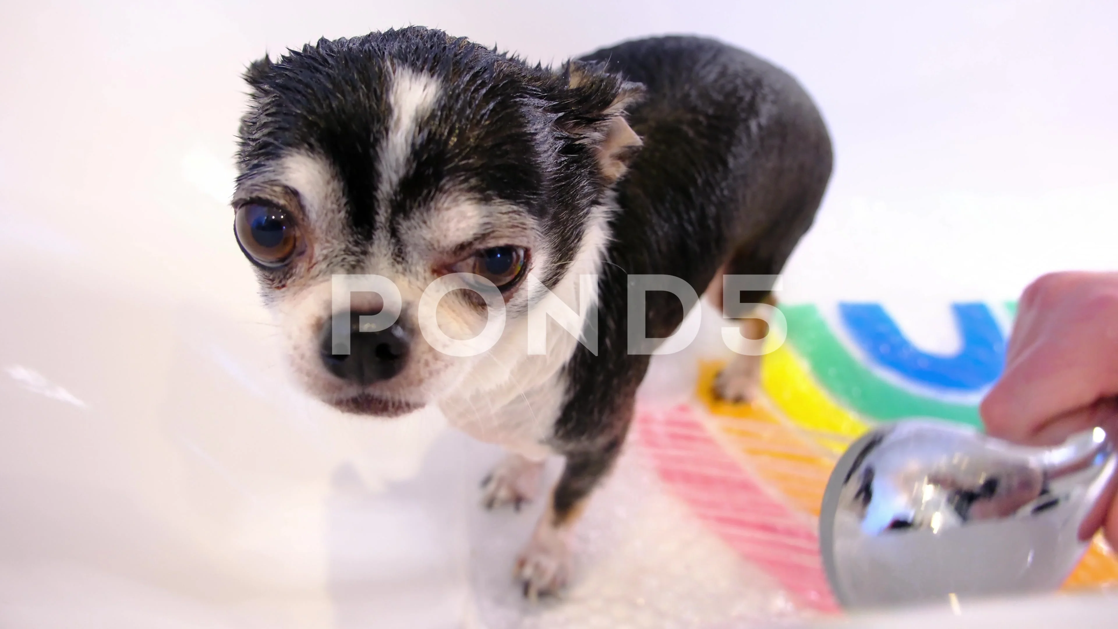 Wet chihuahua hotsell