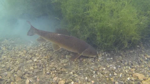 Shorthead Redhorse Sucker Fish Several Suckers Swimming Away in Freshwater Pond Stock Footage