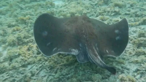 Shorttail Stingray Fluttering Stock Footage 195233942