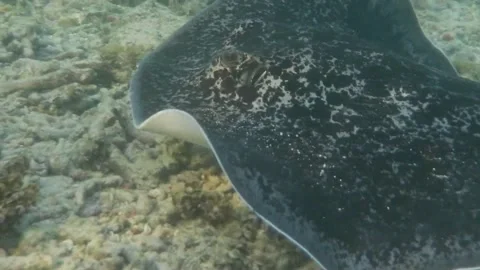 Shorttail Stingray Resting Stock Footage 195234173