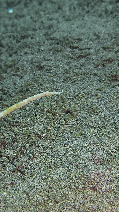Shorttailed Pipefish Stock Footage 340536134