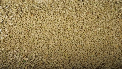 Shot from above raw coffee beans being processed drilled and dried in Stock Footage 142992530