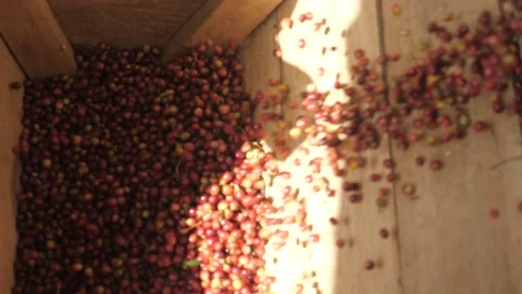 Shot from above raw red coffee beans berries being processed drilled and Stock Footage 142980351