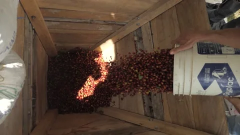 Shot from above raw red coffee beans berries being processed from buckets Stock Footage 142980784