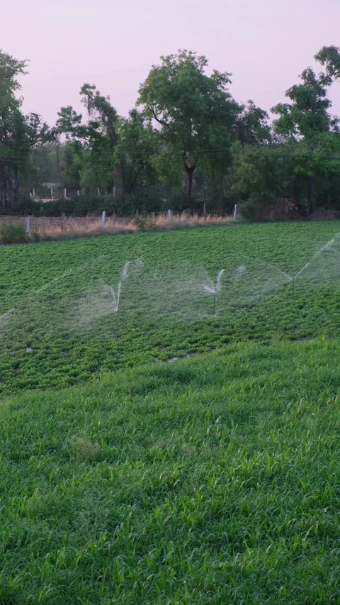 Shot of an active sprinkler irrigation system watering lush green crops Vidéo 333451536