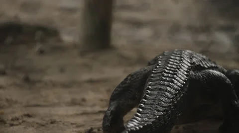 Shot of Alligator From Behind Stock Footage 26747555