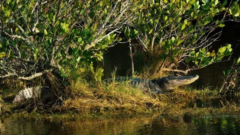 Shot of Alligator beside river. Stock Footage 70901982