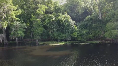 Shot along river with moss covered tree in southern Louisiana Stock-Footage 131324863