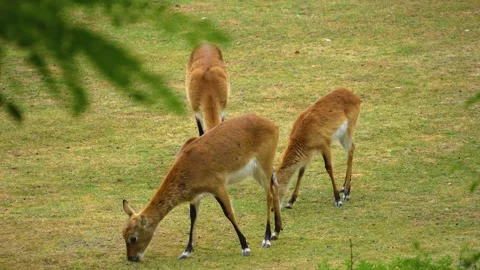 Shot of antelopes grassing  Stock Footage 254281927