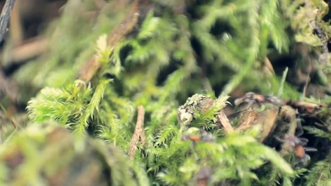 Shot of ants crossing the moss on the tree bark Stock Footage 99876486