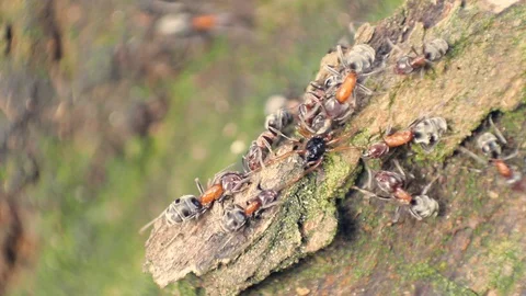 Shot of ants feasting on dead spider in the tree bark Stock Footage 99881176