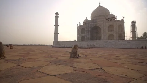 Shot approaching and startling a monkey Stock Footage 93542421