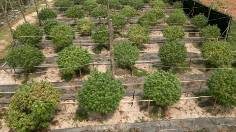 Shot approaching some marijuana plants in a field Video stock 246596763