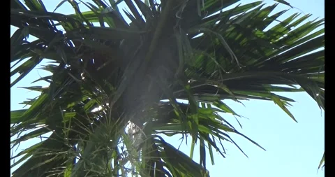 Shot of areca tree canopy with green leaves against blue sky with shining sun Vídeo Stock 304471118