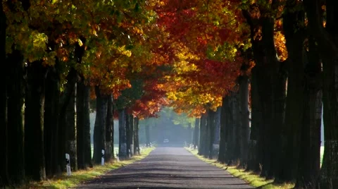 Shot of a avenue in fall Vídeos de archivo 58493456