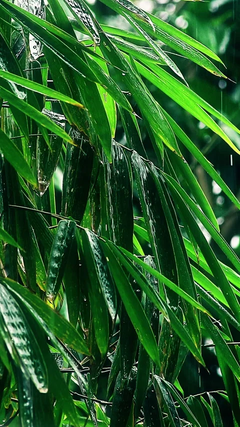 Shot of bamboo leaves during light rain Stock Footage 293775697
