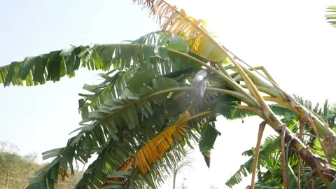 Shot of banana tree bend towards ground, Banana tree bend view Video stock 150720237