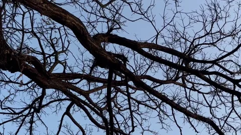A shot of bare trees from below Stock Footage 304609028