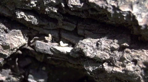 Shot on the bark of the tree Video stock 38706754