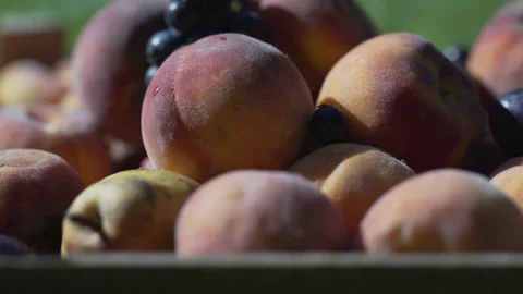 A shot of a basket full of fruit Stock Footage 116775624