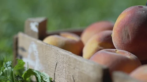 A shot of a basket full of fruit 스톡 동영상 116775631