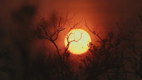 Shot of beautiful big sunset, sun setting behind the tree Stock Footage 121859908