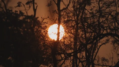 Shot of beautiful big sunset, sun setting behind the tree Stock Footage 121859971