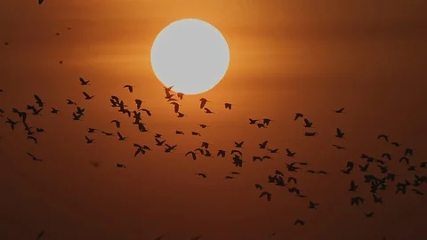 Shot of beautiful big sunset, sun setting with flock of birds Stock Footage 121860053