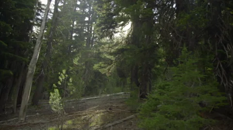 Shot of beautiful forest scenery Stock Footage 59131829